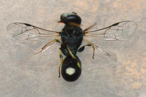 Réf. 205 799 : Hylaeus pictipes